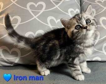 Britské whiskas mačiatka s PP - 2