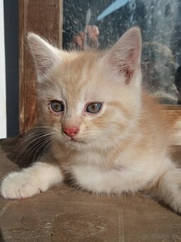 Perzské mačiatko - 2