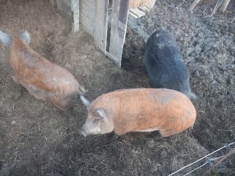 Predám ošípané mangalica durok - 2