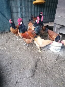 Predám kohúta /kohútov / - 2