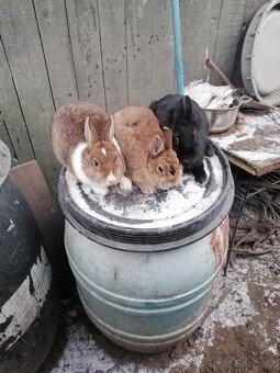 Zakrsle králiky - 2