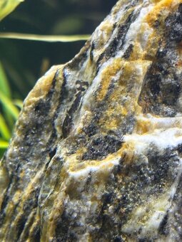 prisavnik-ancistrus - 2