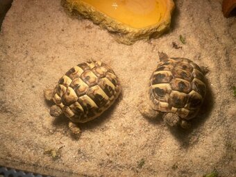 Korytnacka suchozemska - 2