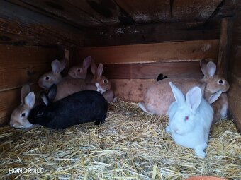 Predám mladé zajačiky - 2