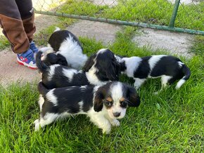 Cavalier King Charles tricolor - 2