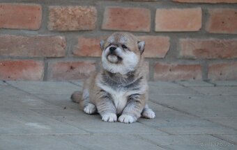 Shiba s PP - 2