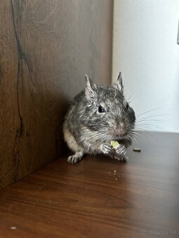 Osmak degu DARUJEM - 2