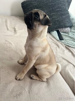 Mops - 2