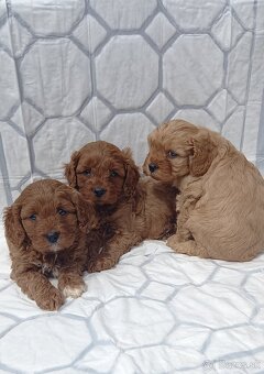 Cavapoo - 2