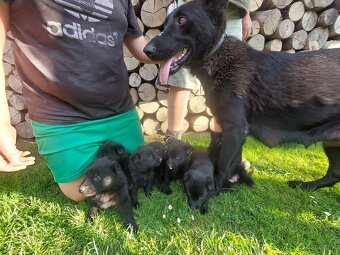 Šteniatka nemeckého ovčiaka – čierne, 70 € - 2