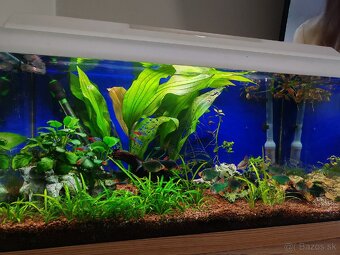Predám akvarium - 2