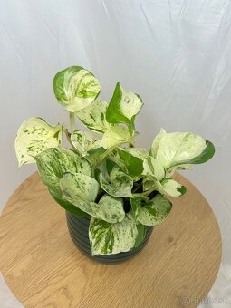 Epipremnum Happy Leaf - 2