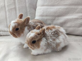 Zdrobneny králik - 2