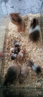 Sýrsky škrečok - 2