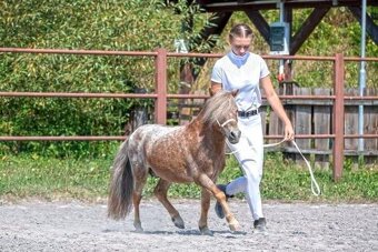 Minihorse plemenik s licenciou s pp - 2