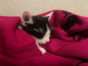 Darujem mačiatko - 2