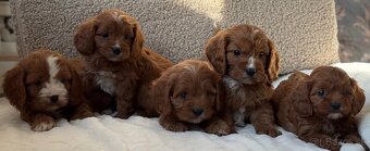 Cavapoo - 2
