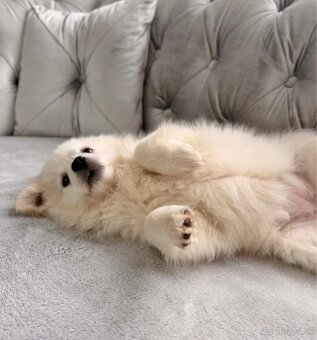 Nemecky špic biely - 2