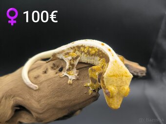 PAGEKON RIASNATY - 2