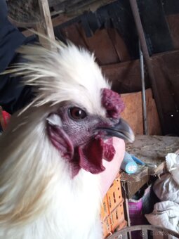 Hodvábnička Kohút - 2