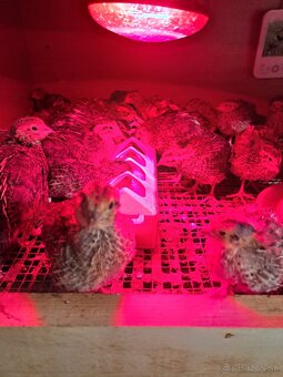 Kohúty japonskej prepelice - 2