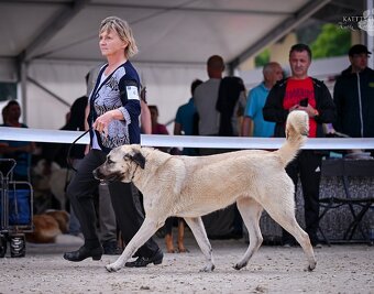 Kangal štěňata - rezervace - 2