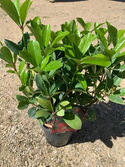 Skimmia japonica - 2