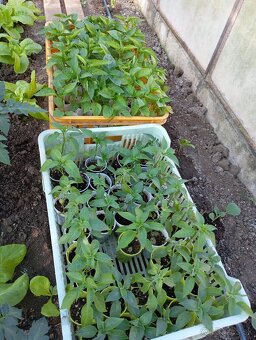 Priesady rajčin papriky a chilli - 2