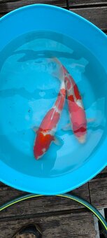 Japonske koi kapre - 2