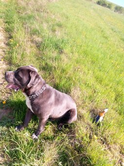 Darujem do dobrych ruk cane corso - 2