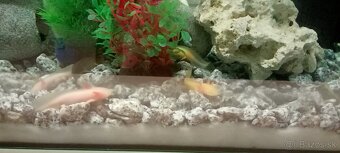 Axolotl mexicky - 2