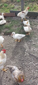 Kacky - 2