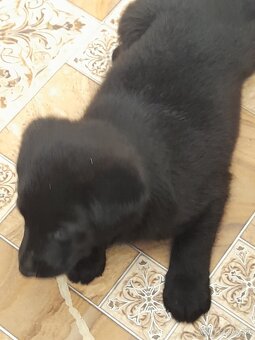 Ponukam na predaj labrador fenka ma ses tizne - 2