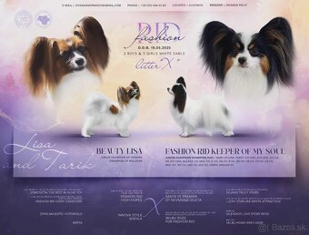 Papillon s rodokmeňom FCI - 2