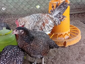 Predam indické bojovnicky. - 2