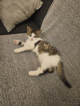 Darujem kocúrika - 2