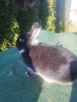 Zakrslý bielopesíkatý čierny - 2