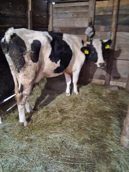 kravu holstein , - 2