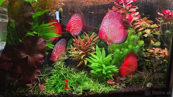 Predam rastliny do akvaria - 2