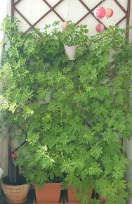 Dážďovkový čaj - aktuálne 5 litrov - 2