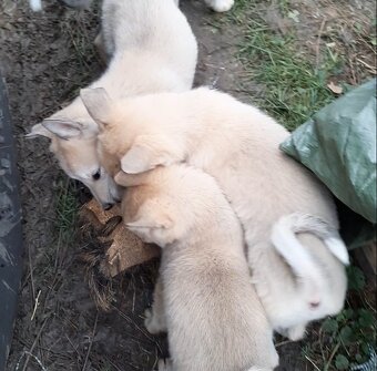 Západosibírska lajka - 2