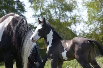 Pripúšťanie Paint  Horse - 2