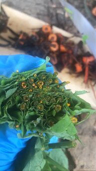 Tinktúra z lastovičníka - 2