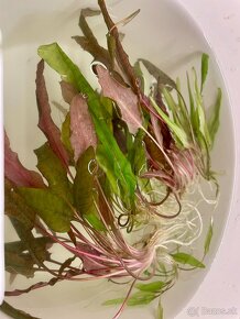 Rastlinky do akvária (Cryptocoryne zelená a červená) - 2