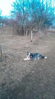 Border kolia blue merle - 2