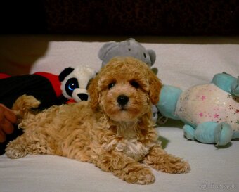 Maltipoo s doručením - 2
