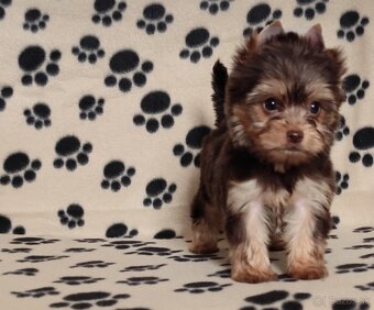 Choco,Čoko Yorkshire terrier - 2