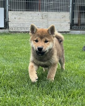 Shiba inu psýk s PP - 2