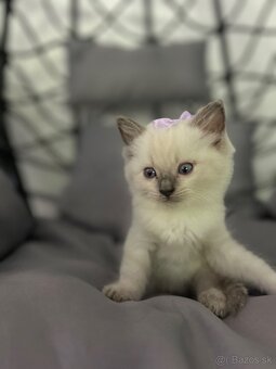 Ragdol, Ragdoll - 2