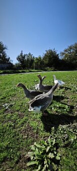 Predám husi na chov - 2